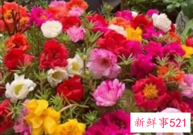 鲜花花语经典句子朋友圈