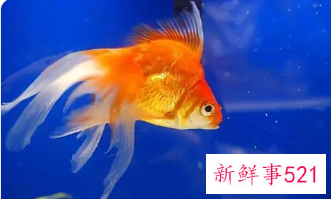 养鱼有哪些风水禁忌呢