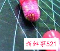 杞菊地黄丸的作用