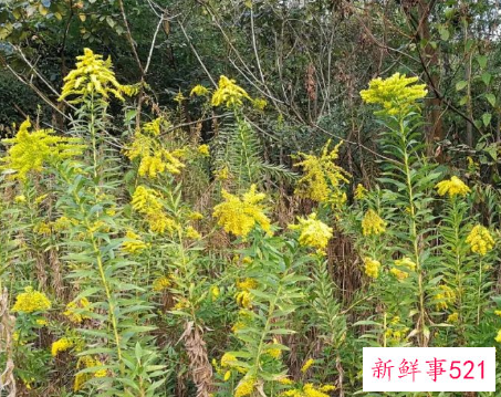 加拿大一支黄花怎么传进来的