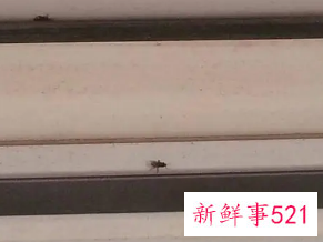 梦见小飞虫往我身上飞是什么预兆