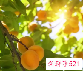 梦见摘绿杏是什么意思