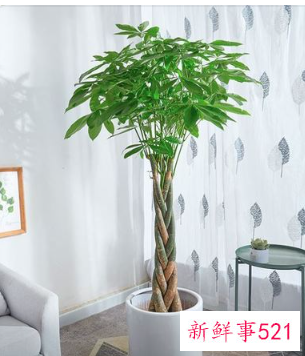 电视墙旁边摆什么花好风水