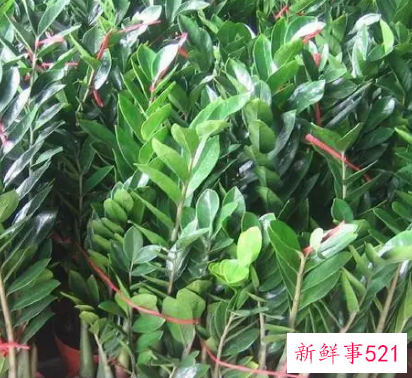 雪铁芋叶黄怎么办