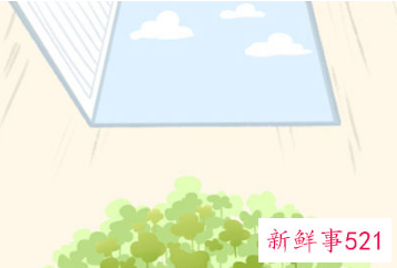 办公室植物怎么摆旺事业