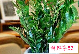 客厅摆放什么植物招财风水