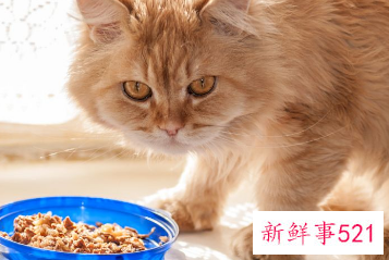 猫咪怀孕要吃什么补充营养