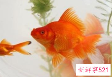 家里挂什么东西能招来财运