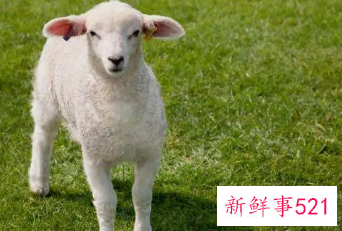 91年属羊多少岁结婚好