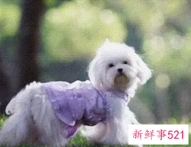 孕妇梦见白色的狗是什么意思