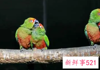 怎样跟鹦鹉表示友好