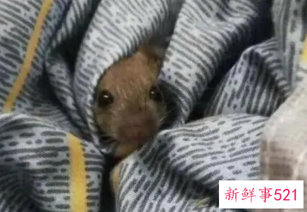 孕妇梦见床底下有老鼠