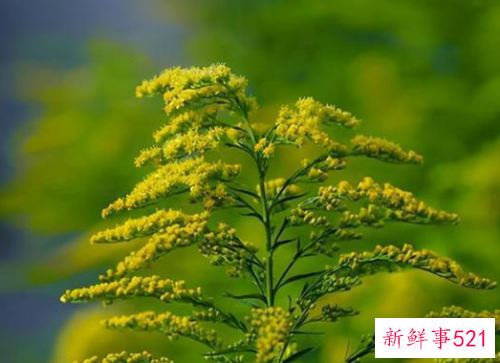 加拿大一支黄花怎么传进来的