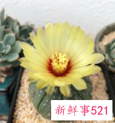 星兜的养殖方法和注意事项