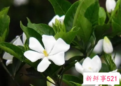 栀子花种植方法与技巧是什么