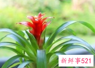 客厅摆放什么植物招财风水