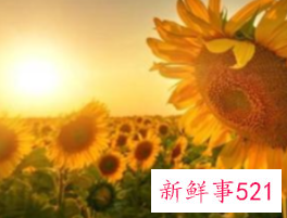 向日葵花语经典短句