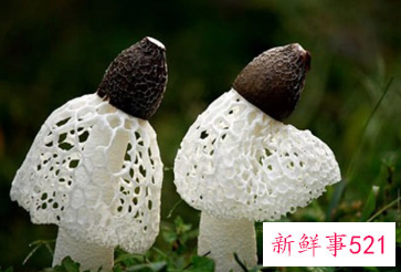 小孩可以吃竹荪吗