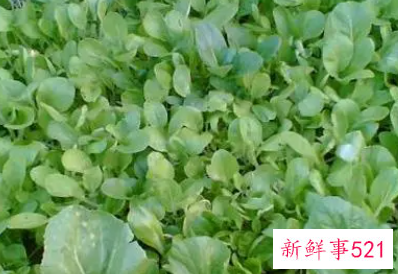 青菜的营养价值及食用价值