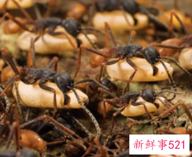 蚂蚁是如何过冬的呢