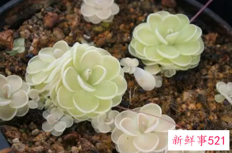 捕虫堇的养护要点