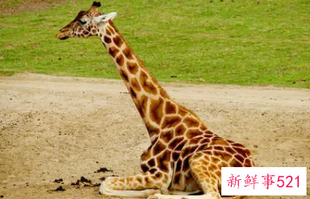 梦见长颈鹿寓意