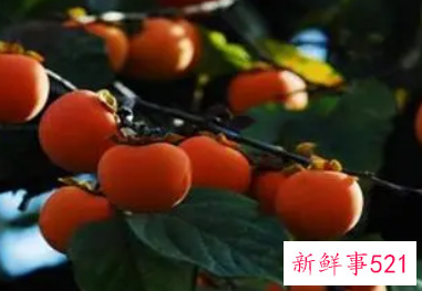 梦见摘红柿子是什么意思