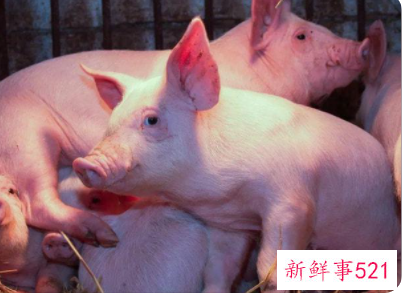 能给男人长面子的生肖女