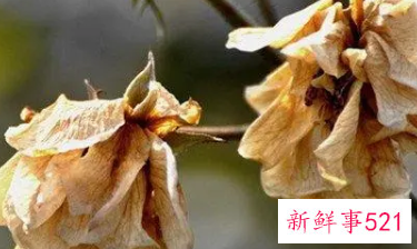 梦见枯萎的花的周公解梦