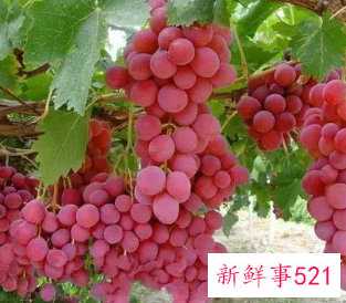 提子的作用与功效