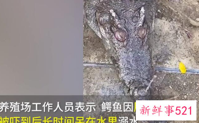 养殖场就鳄鱼溺亡一事做出回应