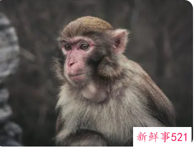 能给男人长面子的生肖女