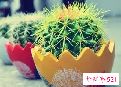 家庭室内植物摆放风水