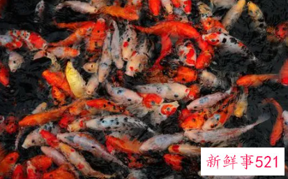 梦见很多鱼寓意