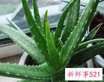 生吃芦荟有什么好处