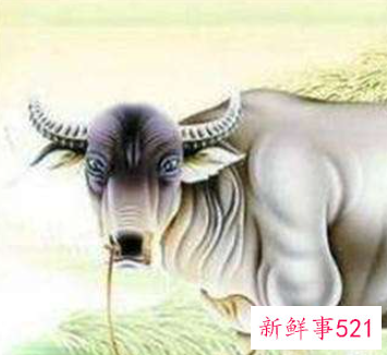 属牛的人能搬家吗