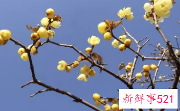 适合居家插的鲜花