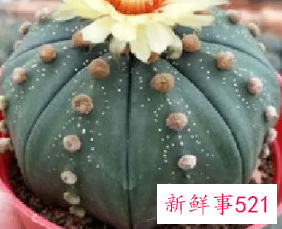 星兜的养殖方法和注意事项