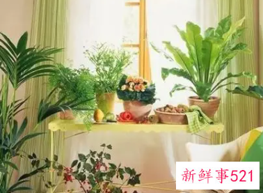 家居植物风水知识