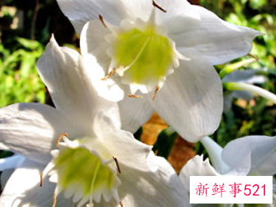 南美水仙的栽培要点