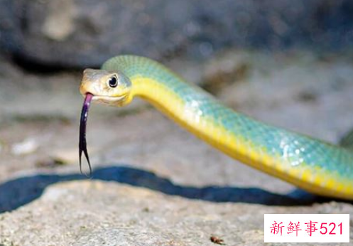 梦见蛇是什么寓意的