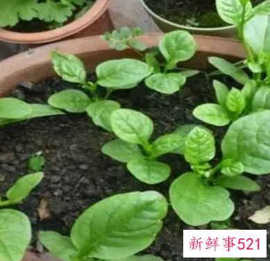 耐阴蔬菜品种有哪些