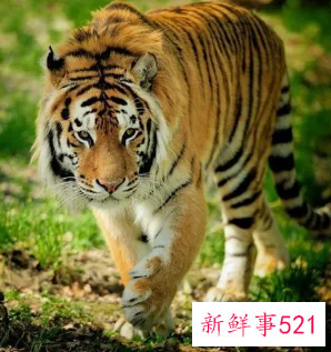 属虎不宜配什么属相