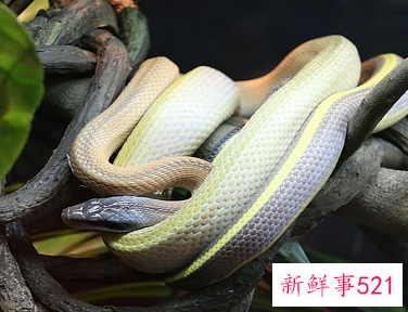 梦到彩色蛇有什么寓意