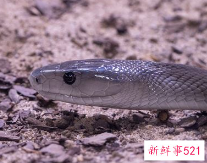 孕妇梦见吃蛇什么意思