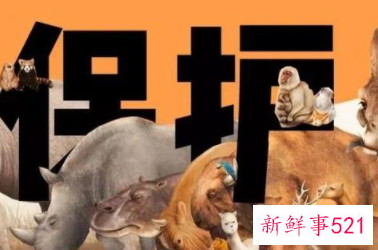 当代大学生如何保护野生动物