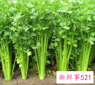 刮油减脂减肥有哪些蔬菜