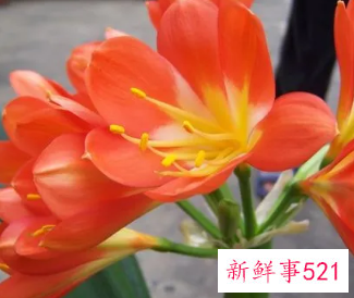 君子兰开花怎么养护