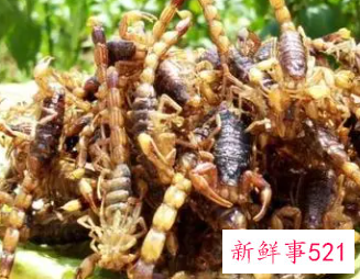 吃炸蝎子有什么好处吗