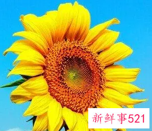 梦见向日葵是胎梦吗